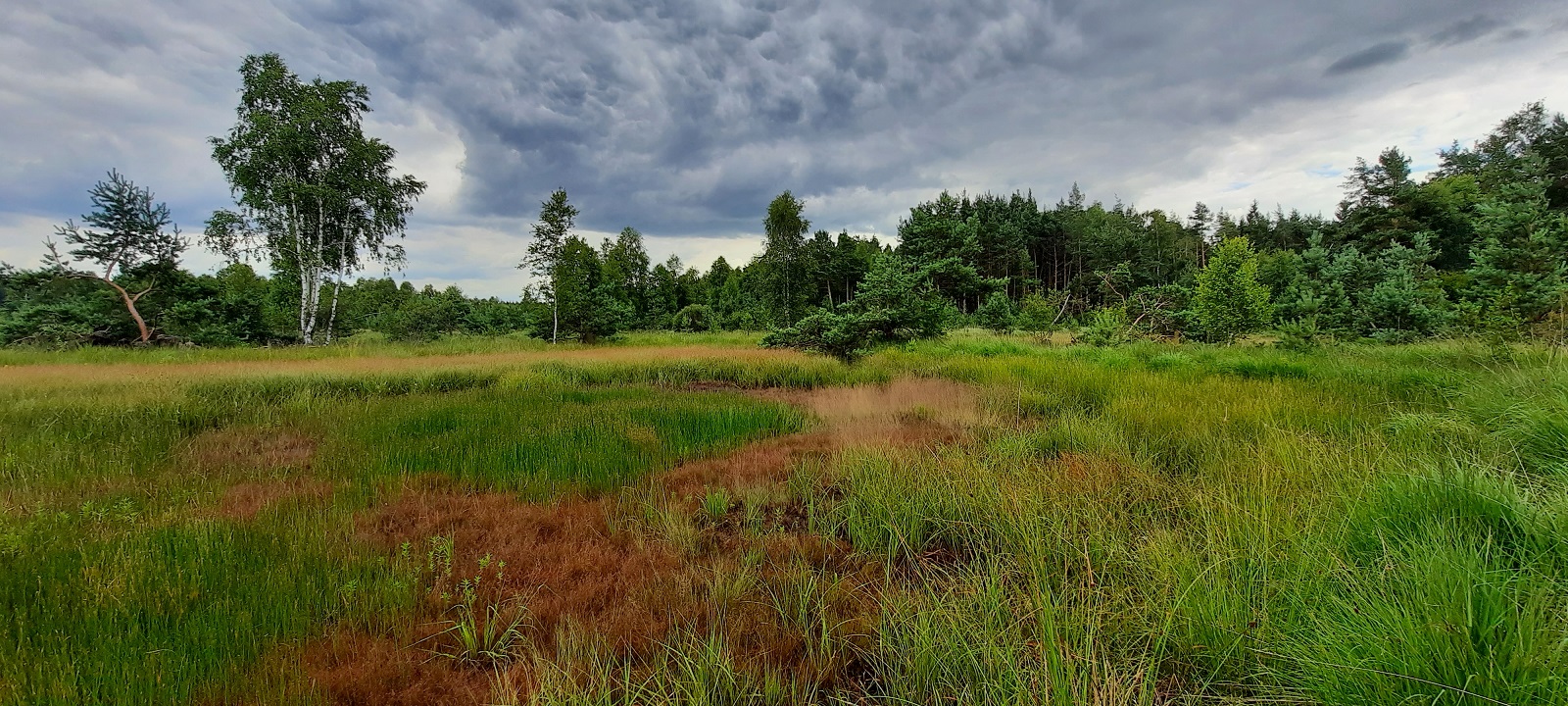 01 02b Klosterlausnitzer Moor