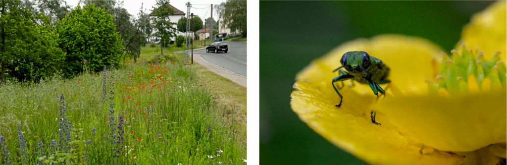 Bluehender Saum und Hahnenfusz